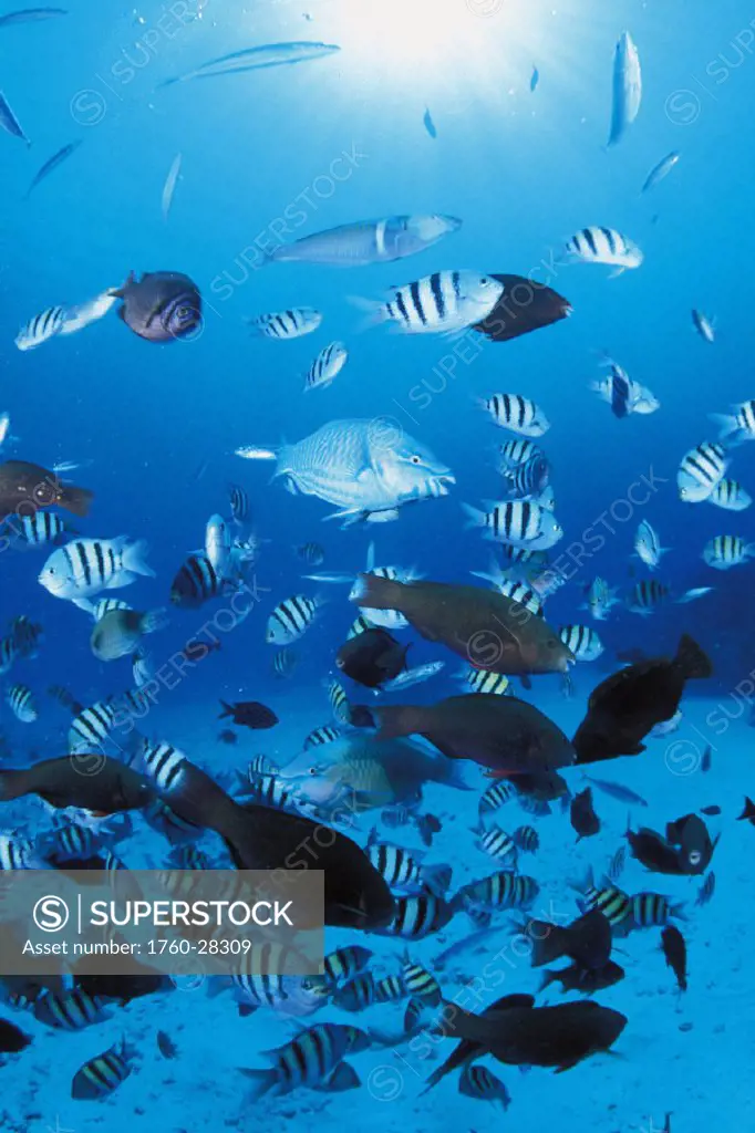 Mariana Islands, Saipan, Reef fish scene with damselfish, parrotfish and more.