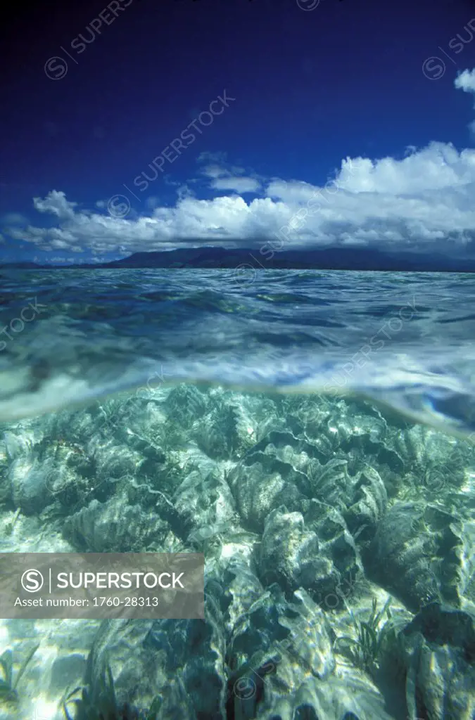 Micronesia, Caroline Islands, Pohnpei, Over/under of tridacna clam (Tridacna gigas) farm.