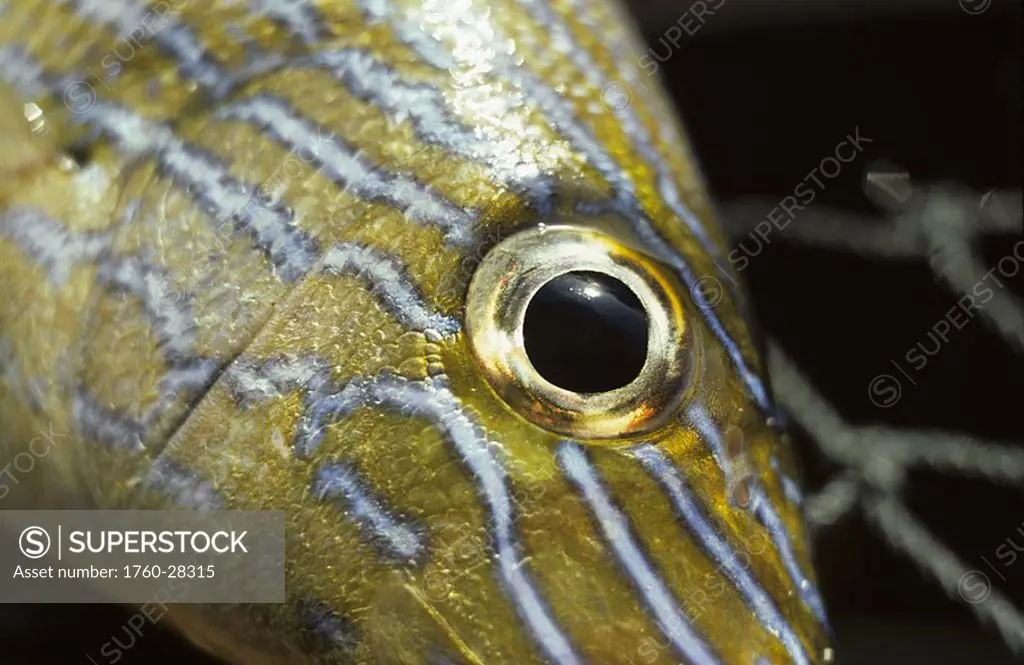 Mexico, Cabo San Lucas, Close-up of fish eye and striped scales