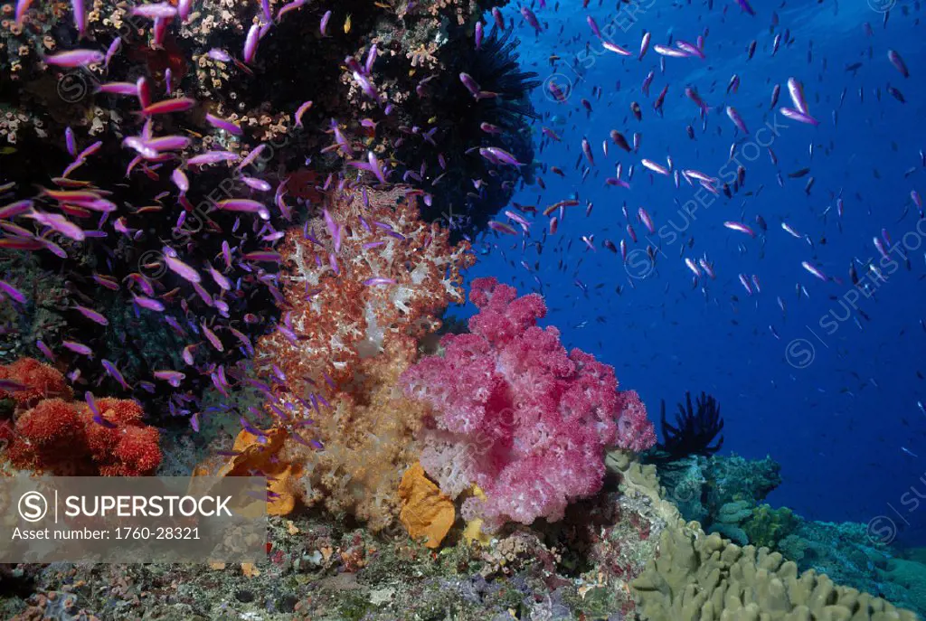 GBR Pixie Pinnacle with colorful soft coral & anthias (Dendronephthya species) Australia Coral Sea Pacific