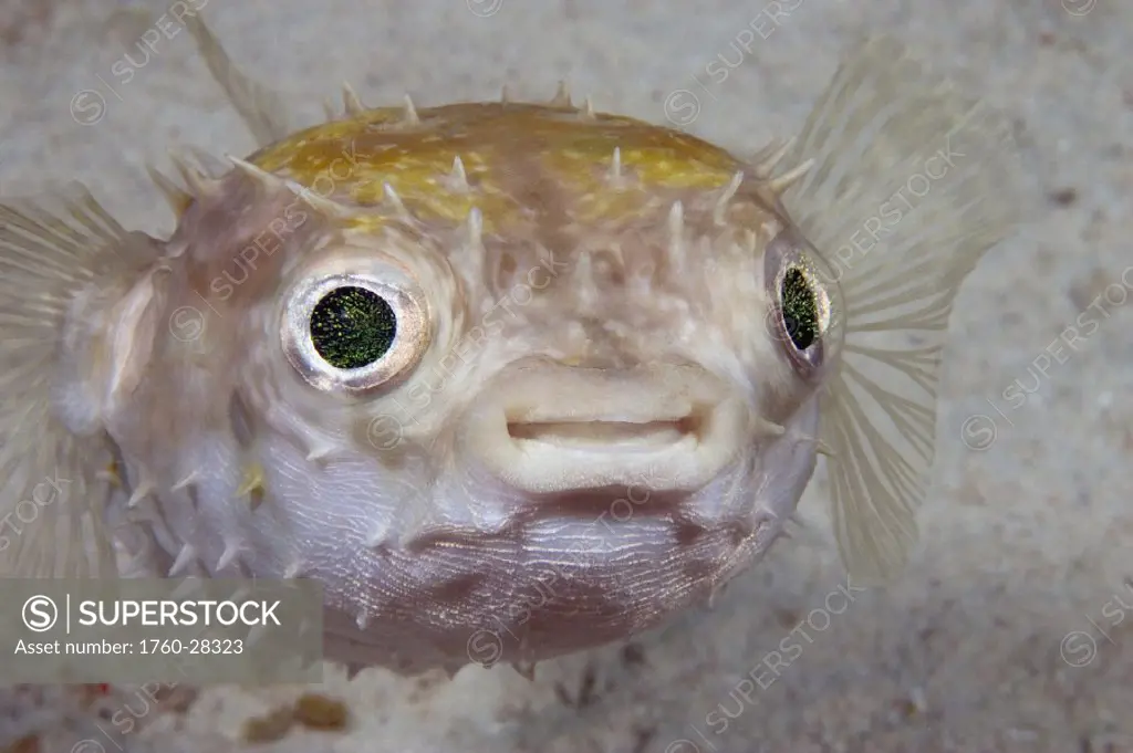 Malaysia, juvenile Spotted porcupine fish (Diodon hystrix)