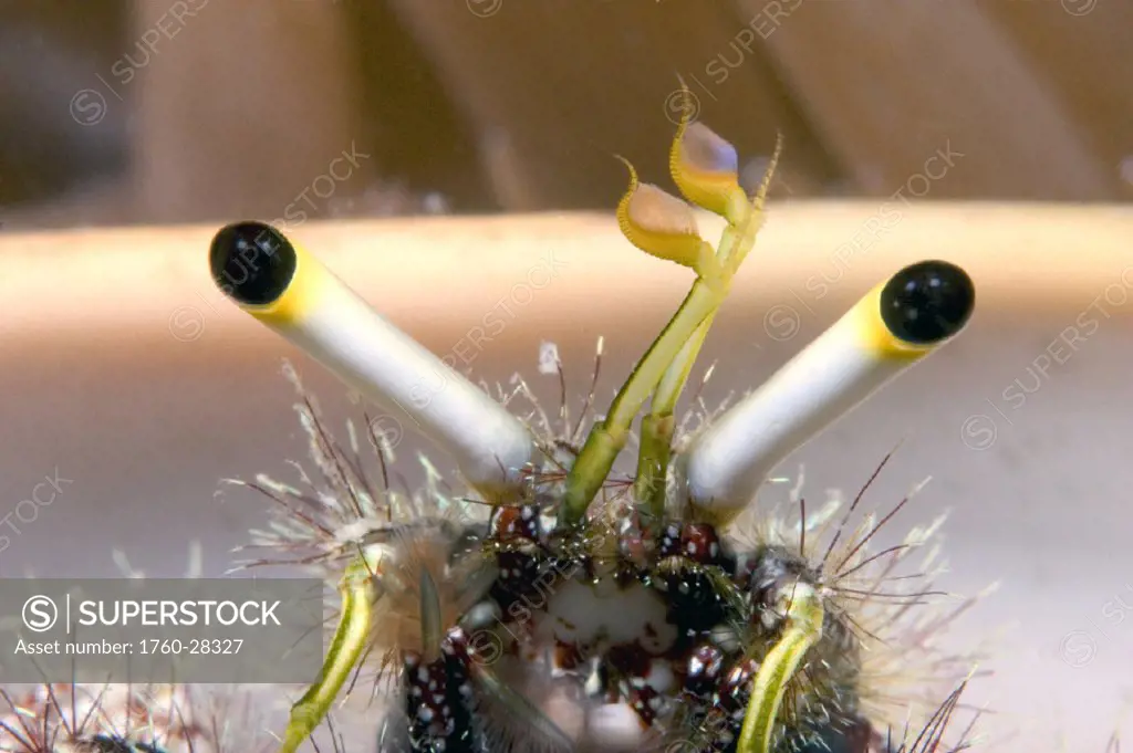 Malaysia, eye stalks and antennae of a hermit crab, Dardanus lagopodes.
