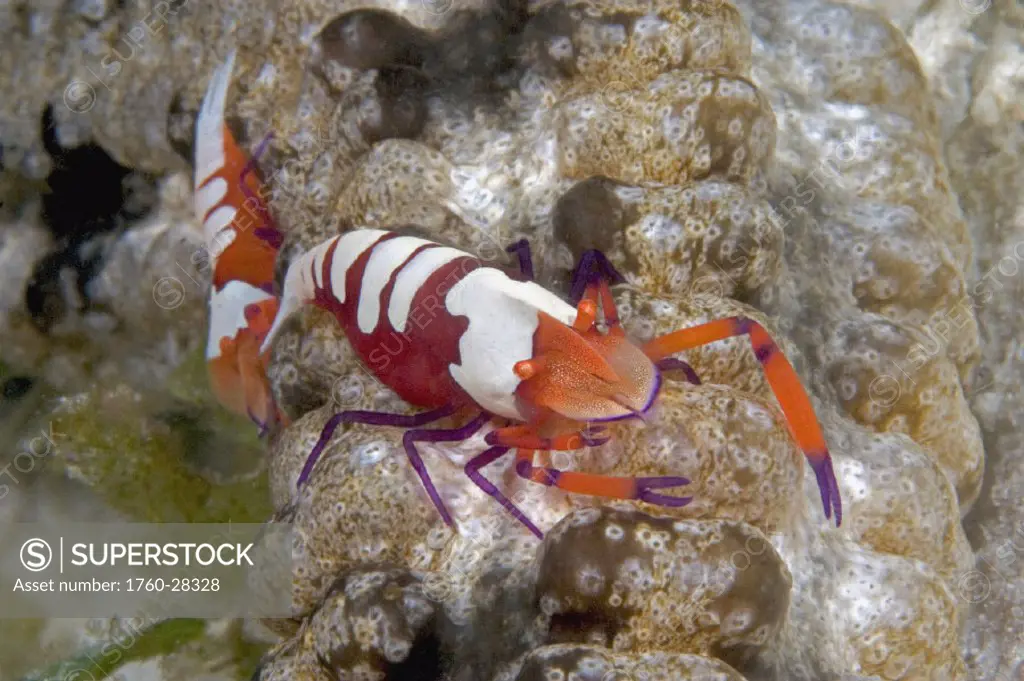 The imperial shrimp, Periclemenes imperator on a 6´ long sea cucumber