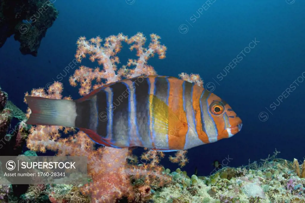 Australia, The harlequin tusk fish, Choerodon fasciatus, wrasse family,