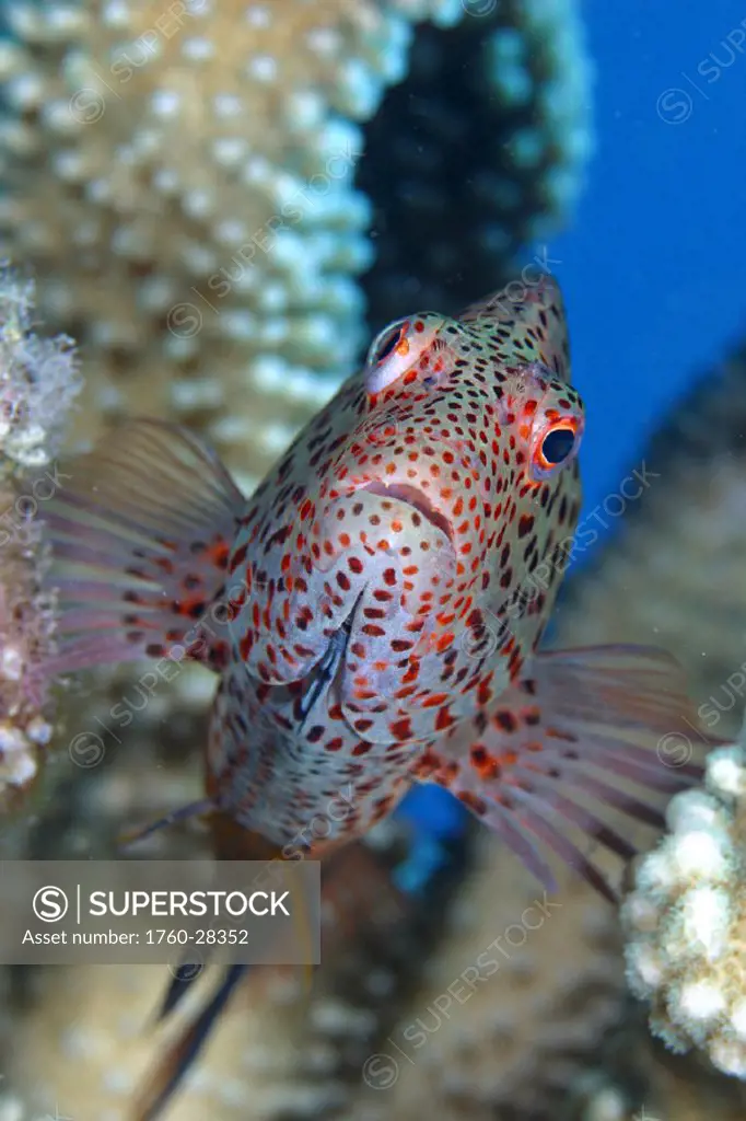 Northwest Hawaiian Islands, Kure atoll, Stocky Hawkfish (Cirrhitus pinnulatus) in coral, po´o-pa´a . For use up to 13x20 only