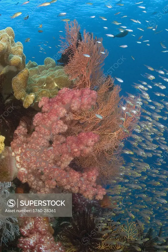 Indonesia, Alconarian coral and schooling yellow sweepers (pempheris ransonneti) dominate this reef scene.
