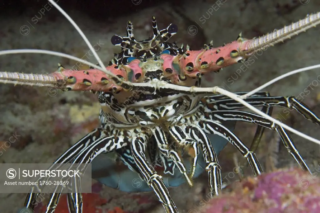 Indonesia, Painted spiny lobster (panulirus versicolor).
