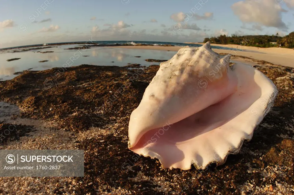 Hawaii, Oahu, North Shore, Conch shell laying on the rocky shore by a white sand beach.
