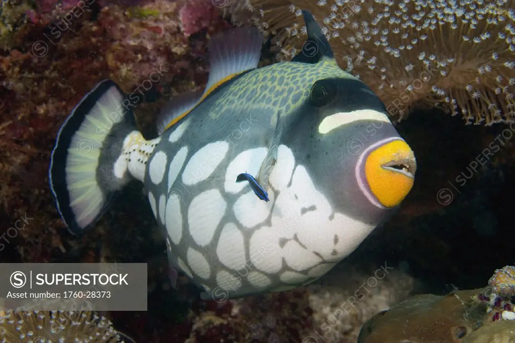 Indonesia, clown triggerfish (balistoides conspicillum) and cleaner wrasse.