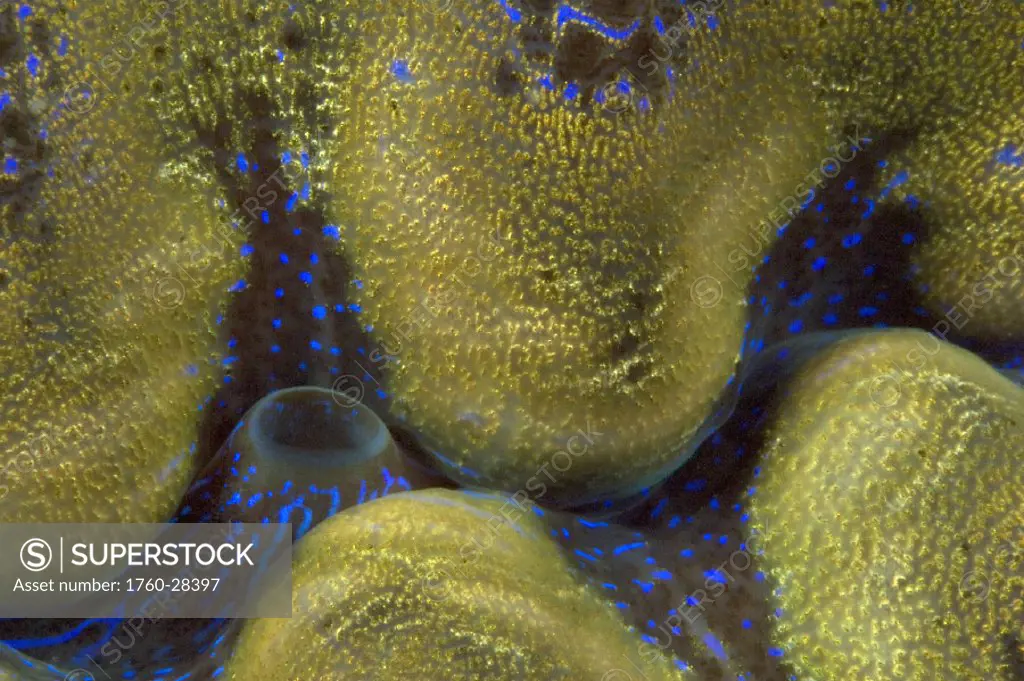 Malaysia, Giant tridacna clam (Tridacna gigas), mantle detail.