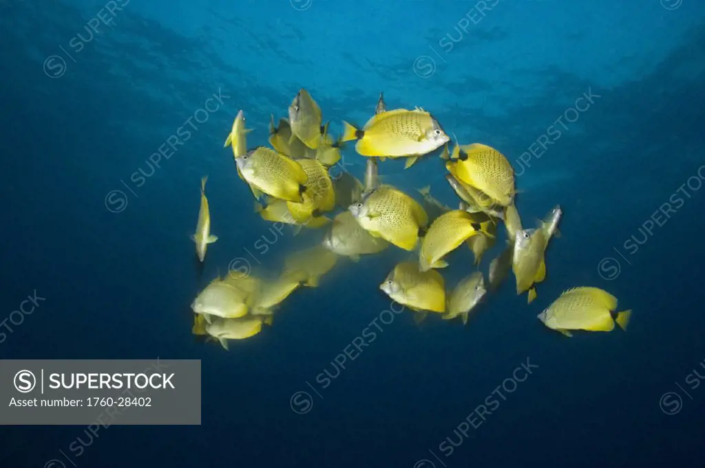 Hawaii, School of Milletseed ButterflyFish (Chaetodon miliaris) releasing eggs and sperm at dusk under a full moon