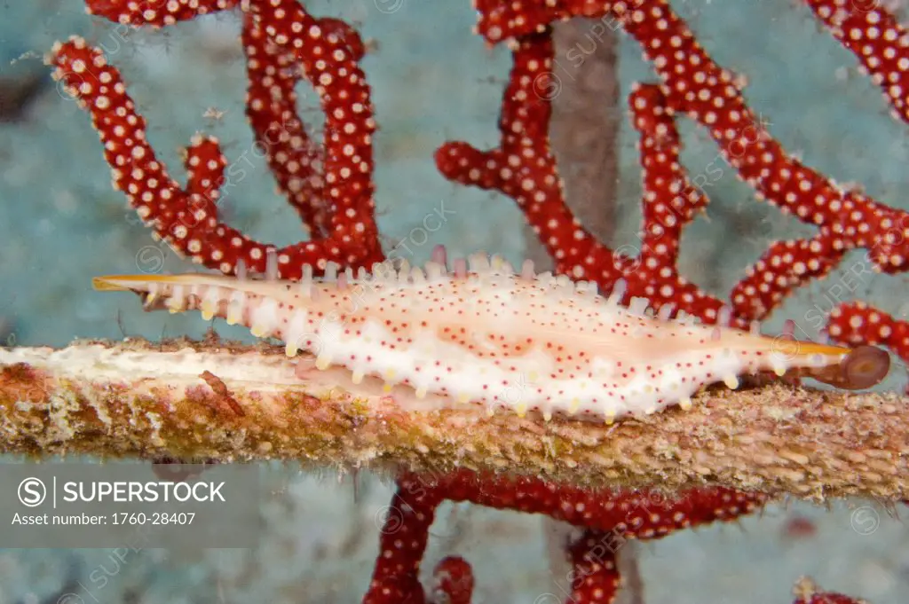 Malaysia, Mabul Island, Allied cowry (Phenacovolva species) on whip coral.