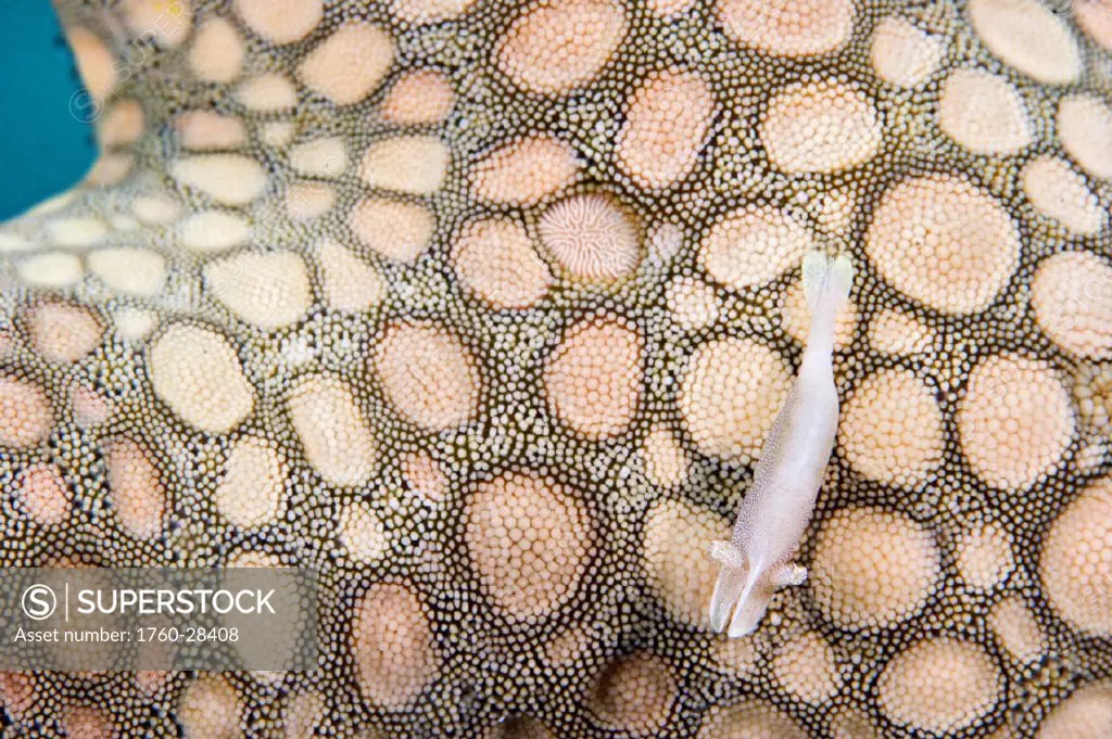 Malaysia, Mabul Island, Commensal shrimp  (Periclemenes soror) on seastar (Fromia elegans)