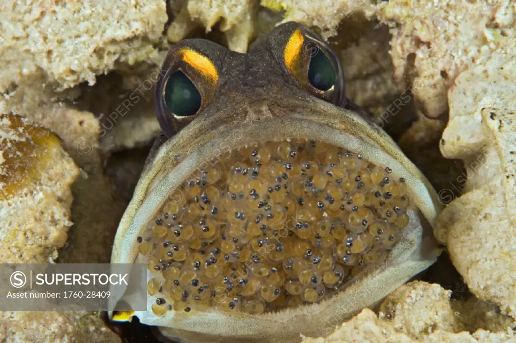 Malaysia, Mabul Island, Male gold-specs jawfish  (Opistognathus sp) mouth full of brooding eggs.