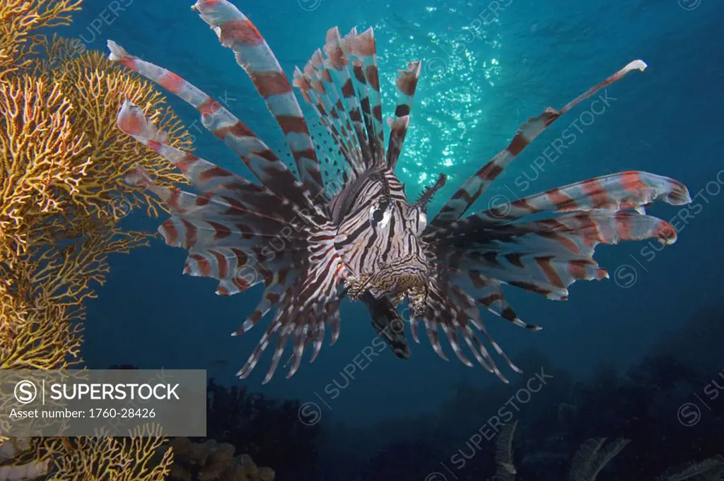 Indonesia, Lionfish (pterois volitans) floating peacefully above the reef.