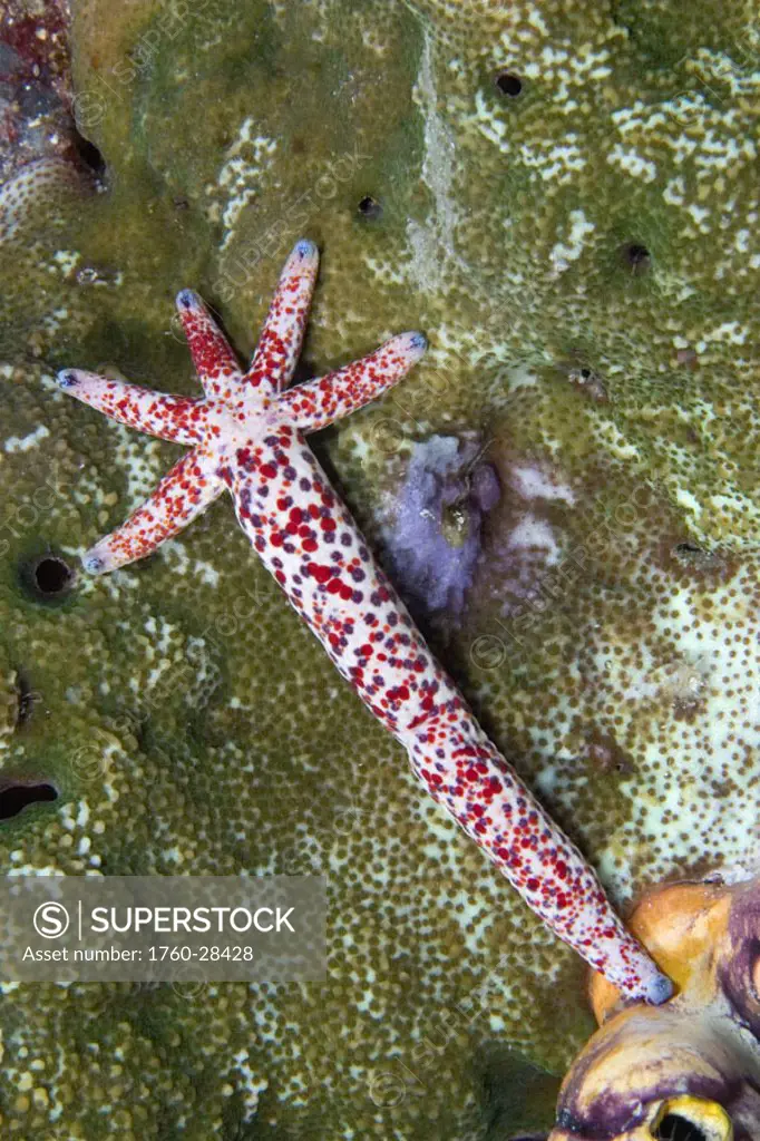 Indonesia, This seastar/starfish (Linckia multifora) is regenerating itself from a single arm.