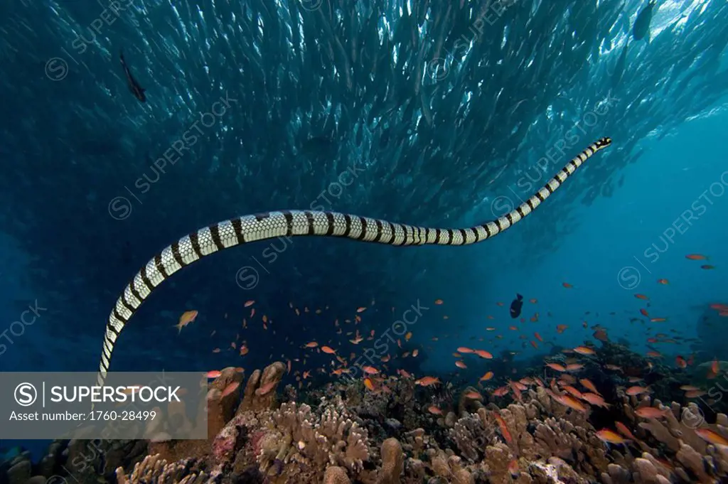 Malaysia, Yellow-lipped or banded Sea Krait Laticauda colubrina swimming in the ocean