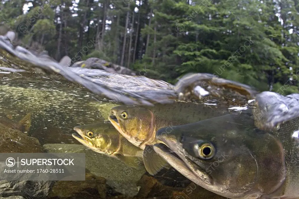 Alaska, Sitka, pink salmon oncorhynchus gorbuscha swimming up the Indian river to spawn