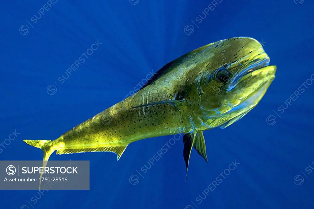 Brightly colored mahi mahi or dolphinfish Coryphaena hippurus in blue water