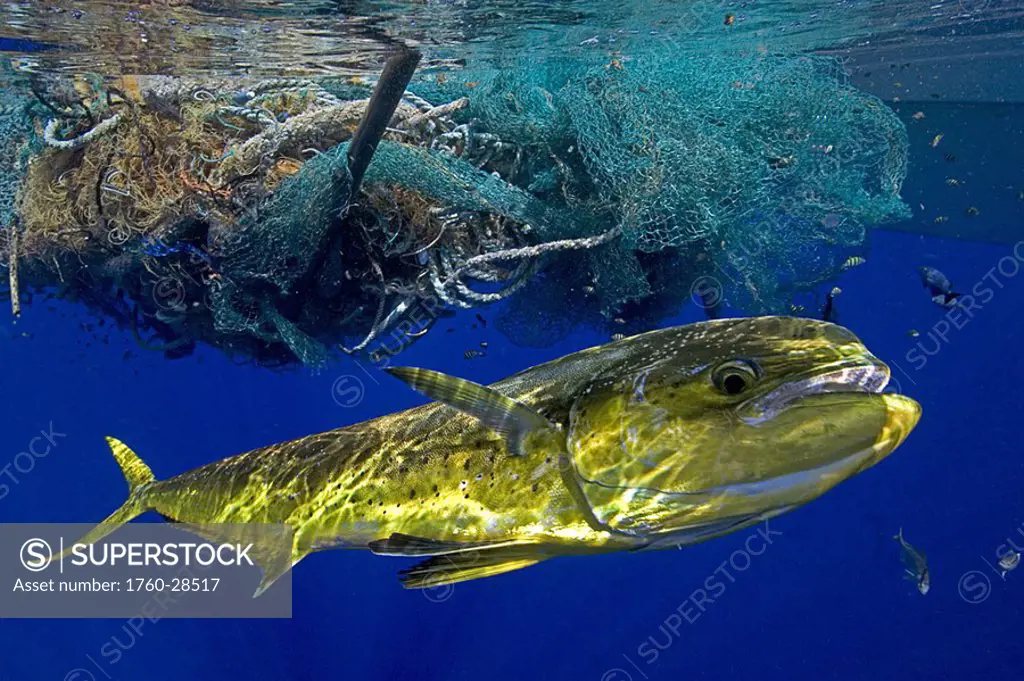 Brightly colored mahi mahi or dolphinfish Coryphaena hippurus near a tangle of fishing net and rope floating at the surface