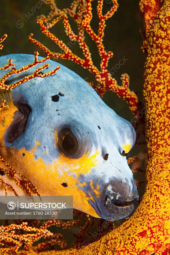 Philippines, Guineafowl Puffer Arothron meleagris, is resting on gorgonian coral.