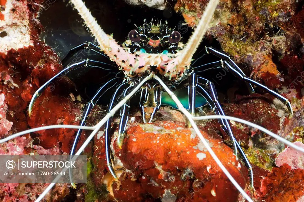 Philippines, Spiny lobster Panulirus femoristriga is an endemic species.