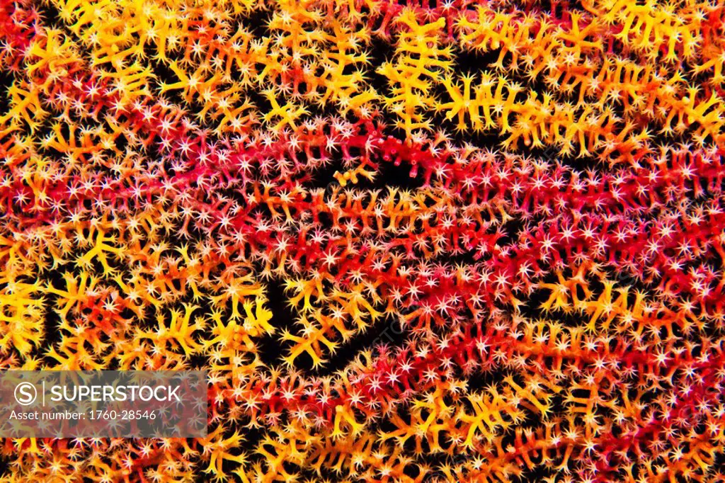 Philippines, Gorgonian coral fan Acanthogorgia isoxya Close up.