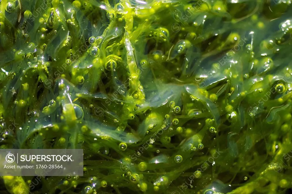 Hawaii, Green seaweed with bubbles.