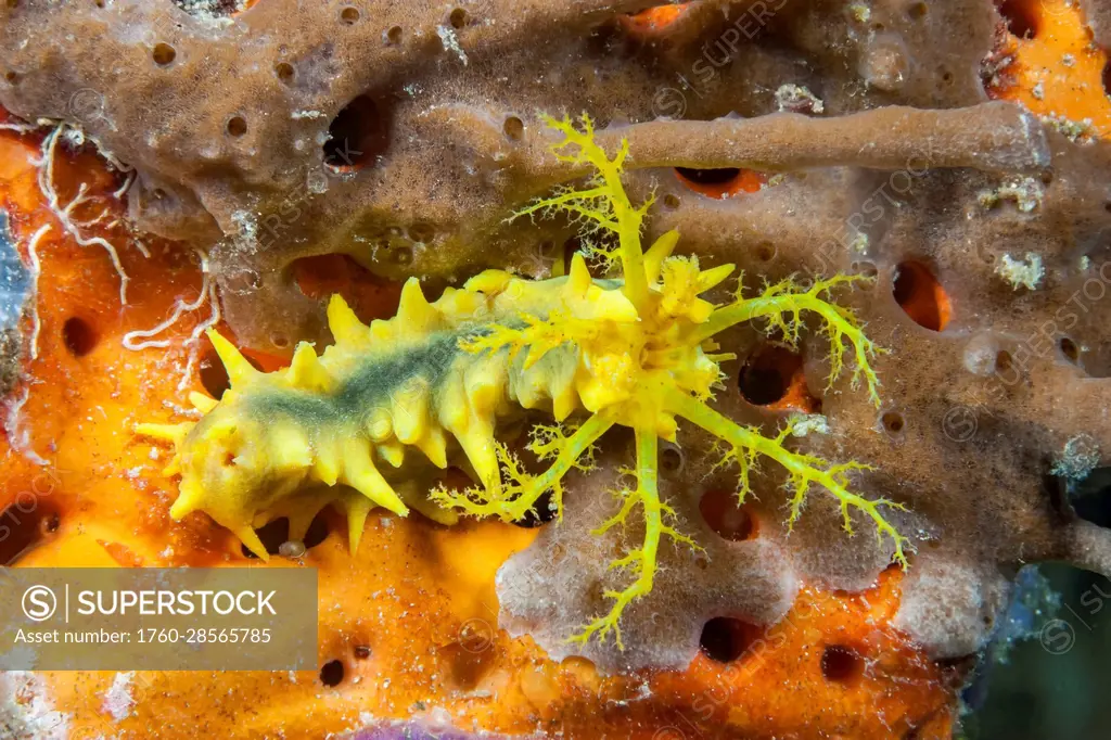 Yellow Sea Cucumber (Colochirus robustus) with feeding tentacles extended; Indonesia