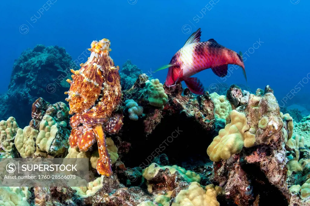 Day octopus (Octopus cyanea) and a Manybar goatfish (Parupeneus multifasciatus) Hawaii. These two are often seen hunting together on the reef as pictu...