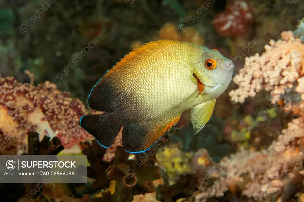 A Pearlscale angelfish or half black angelfish (Centropyge vrolikii) on a reef; Philippines
