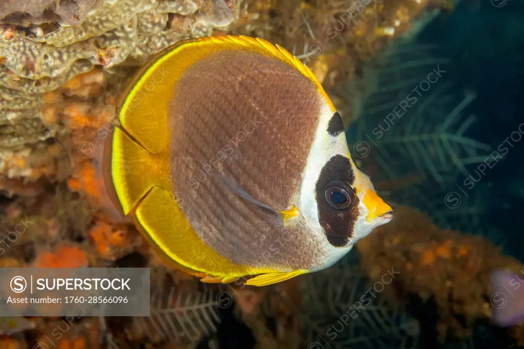 The Philippine butterflyfish (Chaetodon adiergastos) is also known as a Panda butterflyfish; Bali, Indonesia