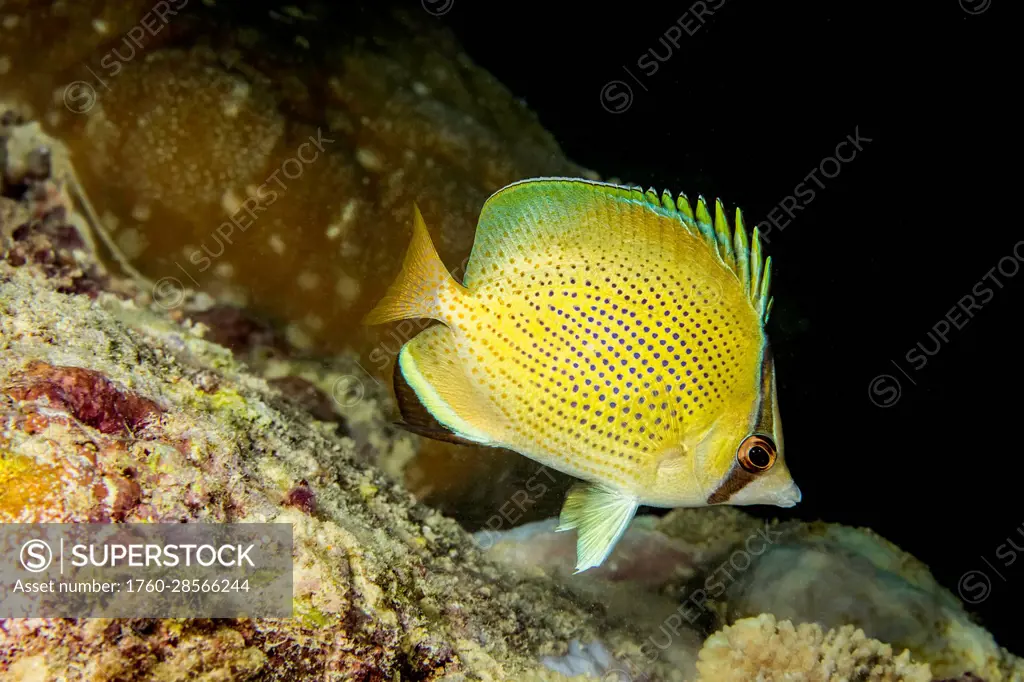 The speckled butterflyfish (Chaetodon citrinellus) is also known as a lemon butterflyfish; Yap, Micronesia