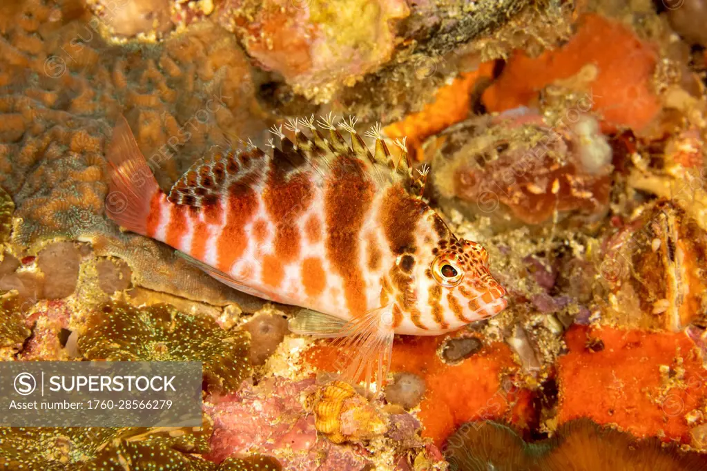 The pixy hawkfish (Cirrhitichthys oxycephalus) is found in areas of rich coral growth with clear, clean water as deep as 150 feet. Males are very terr...