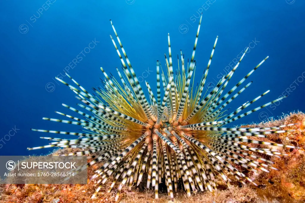 This is a young banded sea urchin (Echinothrix calamaris), still has its balloon-like anal sac which is usually absent in adults due to a parasitic cr...