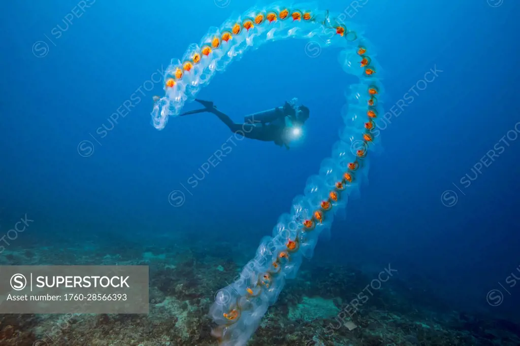 A chain of Salps (Salpa sp.) with a diver on Monad Shoal off Malapascua Island in the Philippines; Philippines