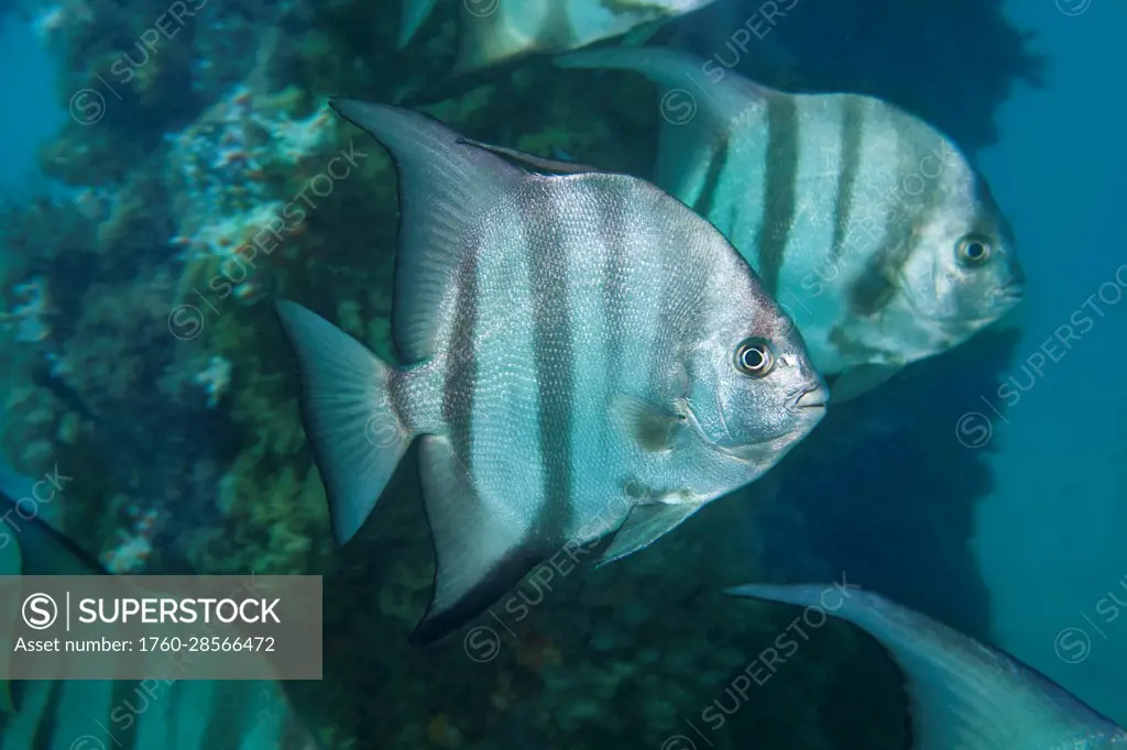 School of Atlantic Spadefish (Chaetodipterus faber); Bahamas