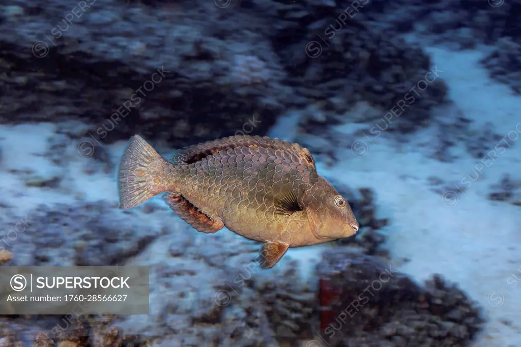 This Stareye parrotfish (Calotomus carolinus) represents the initial phase of this species which could be male or female; Hawaii, United States of Ame...