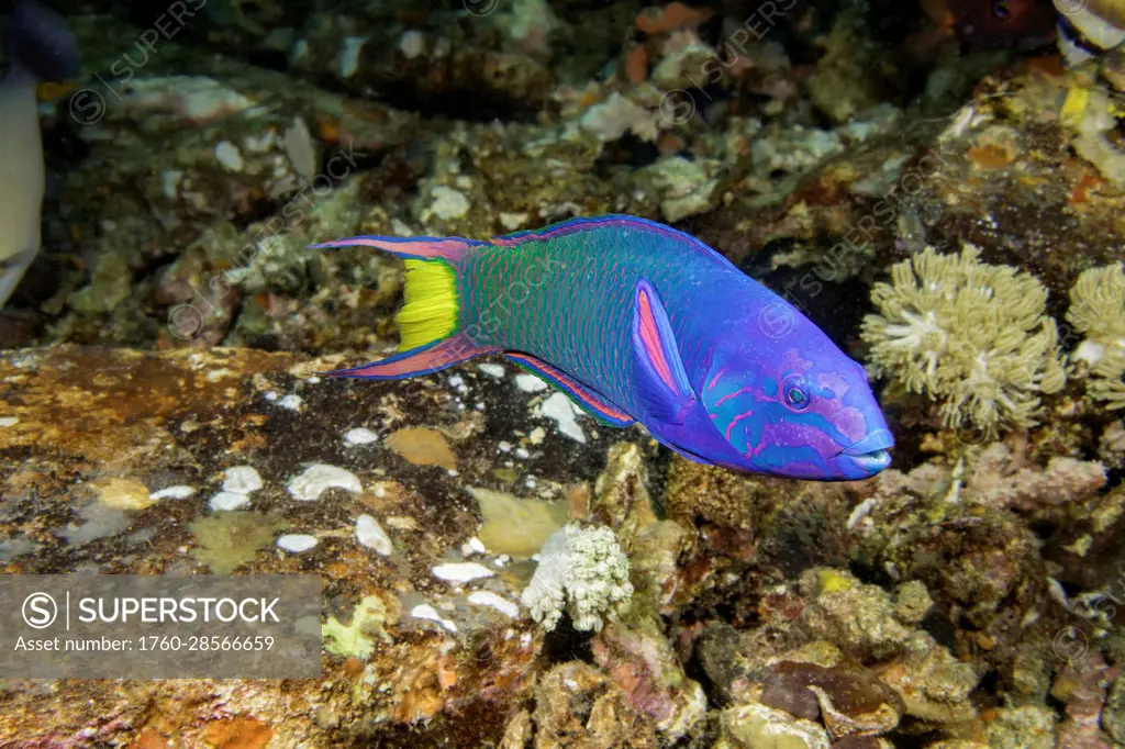The Crescent wrasse (Thalassoma lunare) is often referred to as a moon wrasse; Philippines
