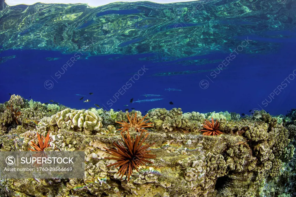 Crocodile needlefish (Tylosurus crocodilus) patrol this shallow reef with slate pencil sea urchins (Heterocentrotus trigonarius); Hawaii, United State...