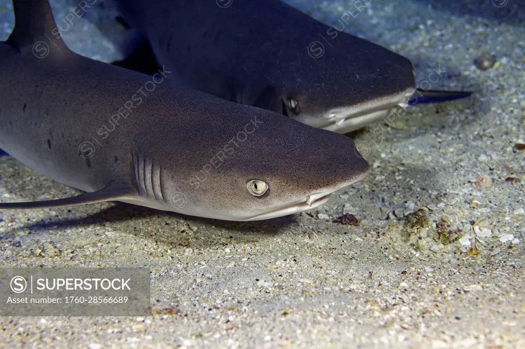Whitetip reef sharks (Triaenodon obesus) are one of the few species of sharks that can stop and rest on the bottom; Hawaii, United States of America