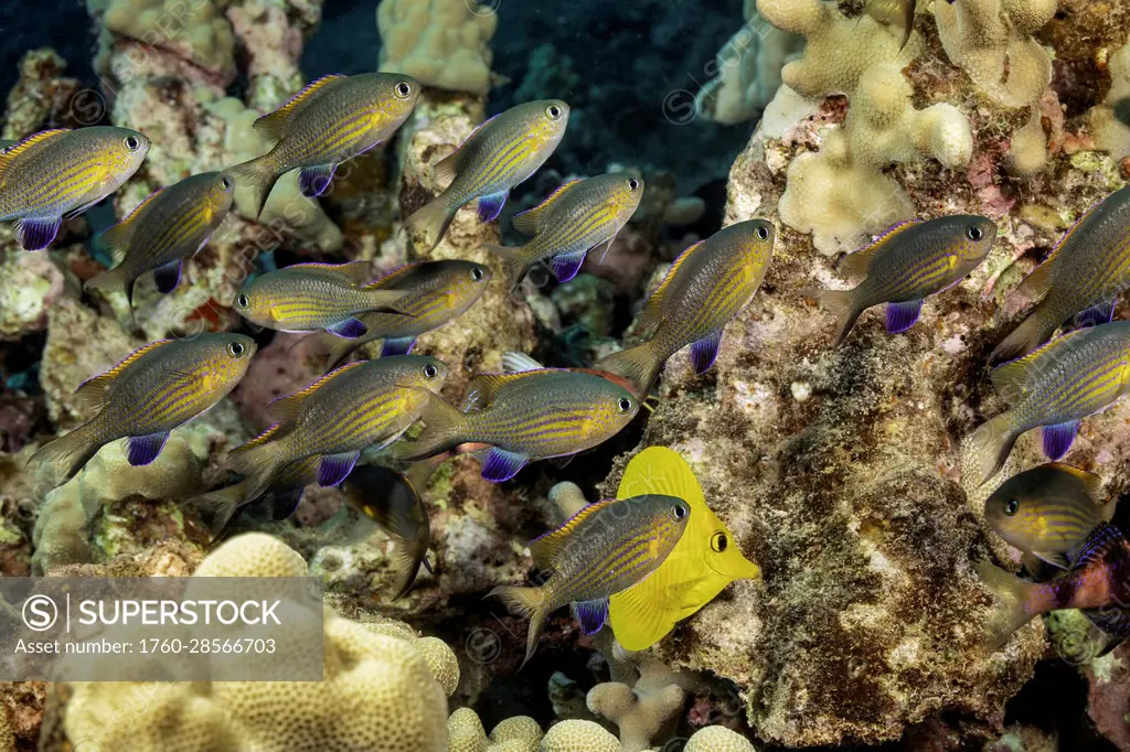 The Blackfin chromis (Chromis vanderbilti) are often found in small aggregations feeding just above the reef in Hawaii. Their common names are Vanderb...