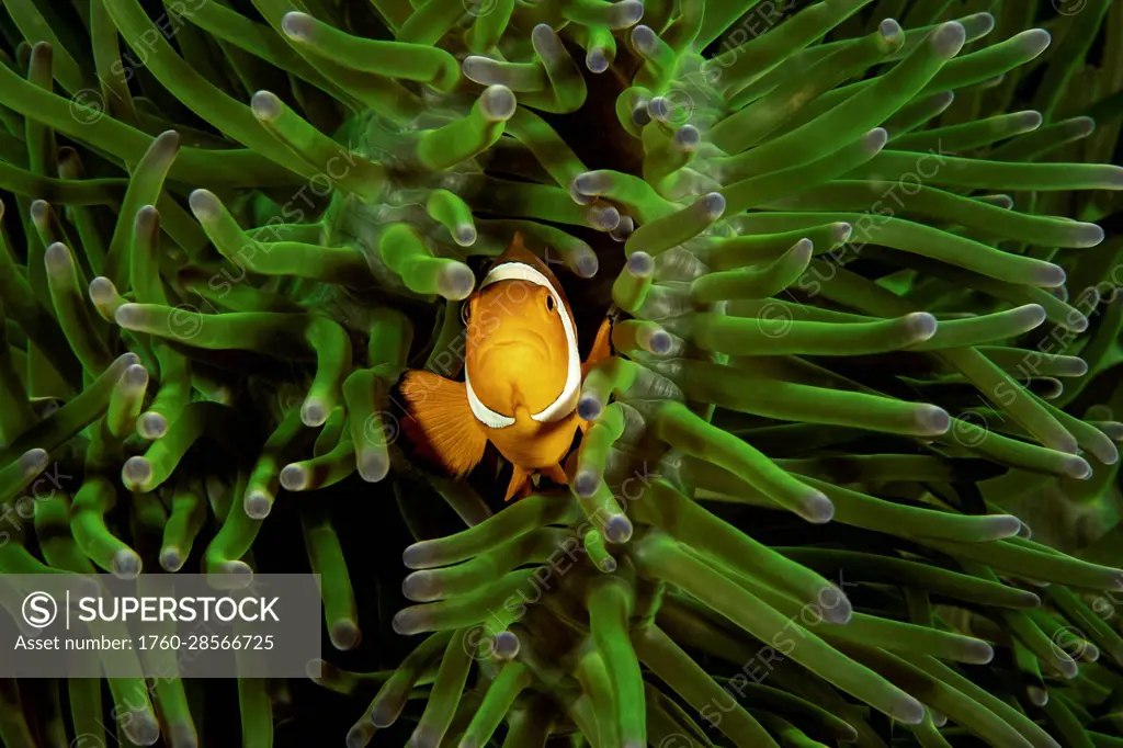 Clown anemonefish (Amphiprion percula), on sea anemone (Heteractis magnifica); Philippines