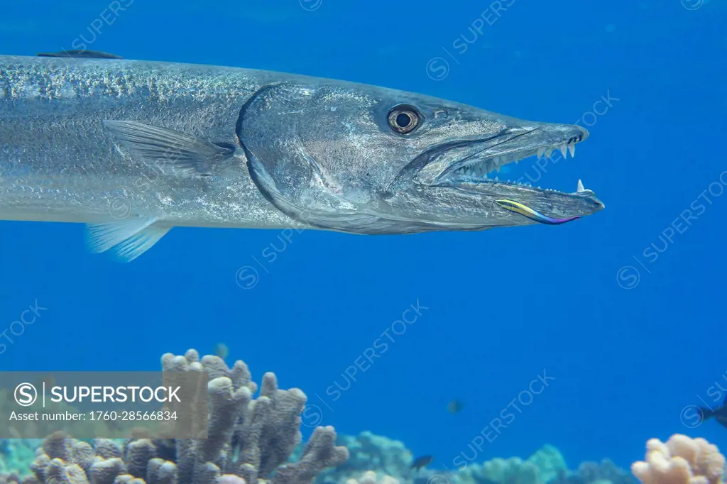 Great barracuda (Sphyraena barracuda) can reach as much as six feet in length. This individual has come close to the reef to be cleaned by an endemic ...