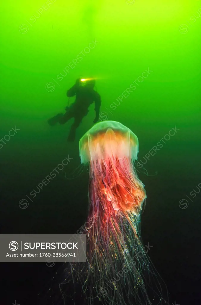 A diver and a Lion's mane jellyfish (Cyanea capillata), which can reach six feet across with 30 foot tentacles. This is the largest species of jellyfi...
