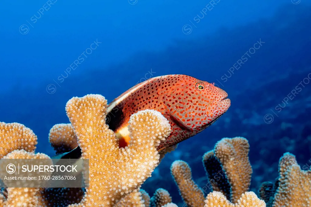 Typical of this family, the Black-sided hawkfish (Paracirrhites forsteri) has thick spines in its pectoral fins to aid staying in place on its coral...