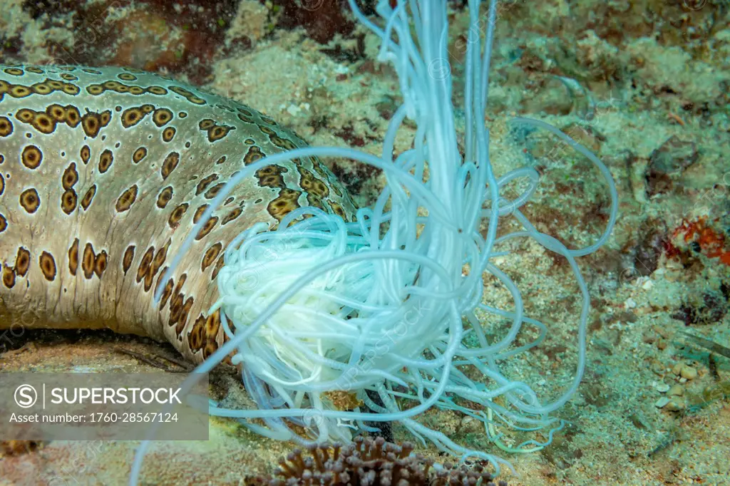 The sea cucumber (Bohadschia argus), pictured here, has ejected a part of its internal organs called Cuvierian tubules. These significantly sticky st...