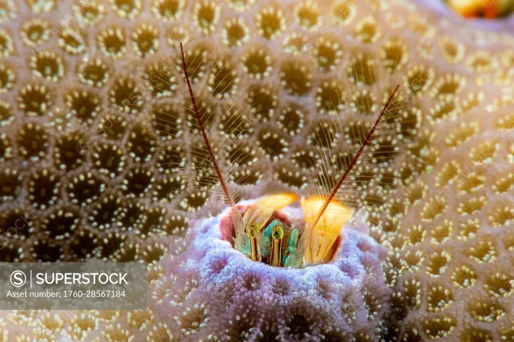 This species of Coral hermit crab (Paguritta vittata) lives in a hole in hard coral and traps passing plankton in its feathery antennae; Yap, Federate...