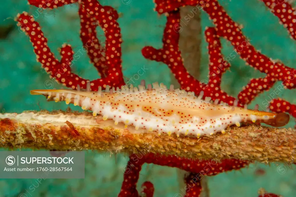 The depressed spindle cowrie (Hiatavolva depressa) inhabits sea whips (Alertigorgia sp.) and reaches just one inch in length; Mabul Island, Malaysia