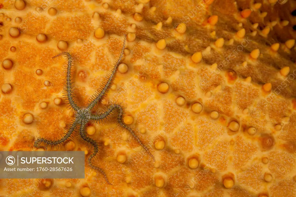 Blunt-spined brittle star (Ophiocoma echinata) moves over the surface of it's cousin, a Cushion sea star (Oreaster reticulatus), off Singer Island in ...